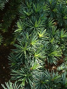 Cedar-Wood Tree