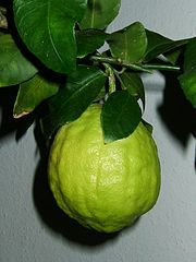 Citrus (Citron Fruit)