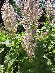 Clary Sage Plant