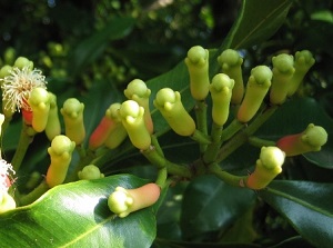 Clove Plant
