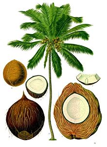 Coconut Palm Tree