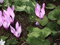 Cyclamen flowers