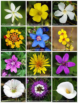 Flower Assortment