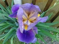 German Iris Plant