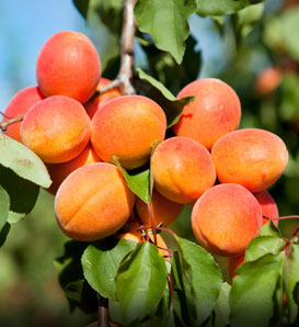 Golden Apricots