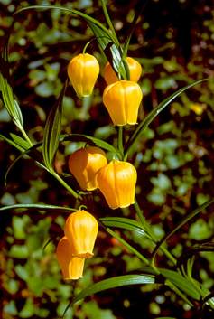 Golden Lily Plant