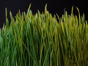 Grass
