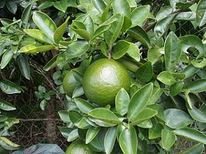 Green Mandarin Orange