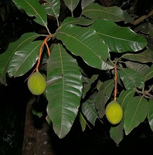 Green Mango Tree