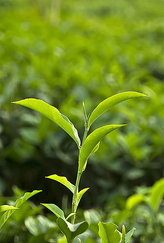 Green Tea Plant
