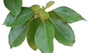 Ho Leaf Plant