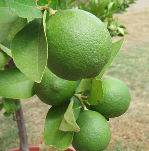 Key Lime Fruit