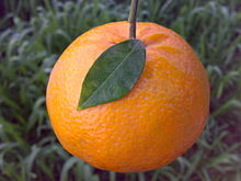 Mandarin Orange