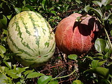 Melon Fruit