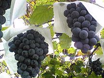 Muscat Grapes