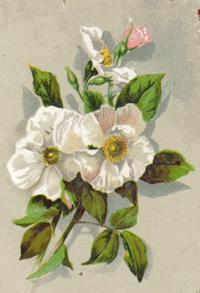 Musk Rose Plant