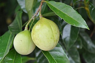 Nutmeg Tree