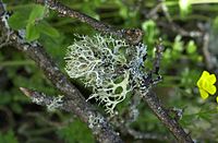 Oak-Moss Plant