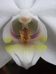 Orchid Flower