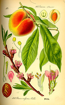 Peach Plant Drawing