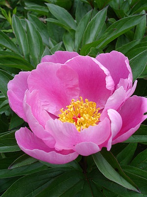 Pink Peony Flower