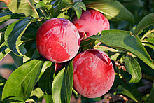 Plum Fruit