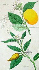 Sweet Lime Plant Drawing