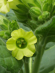 Tobacco Plant