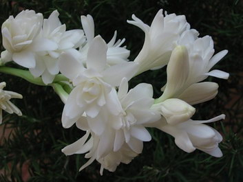 Tuberose Flower