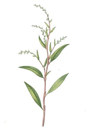 Water Pepper Plant Drawing