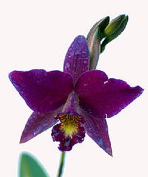 Wild Orchid Flower