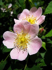 Wild Rose Plant