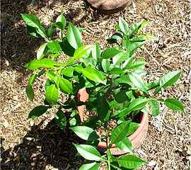 Yuzu Plant